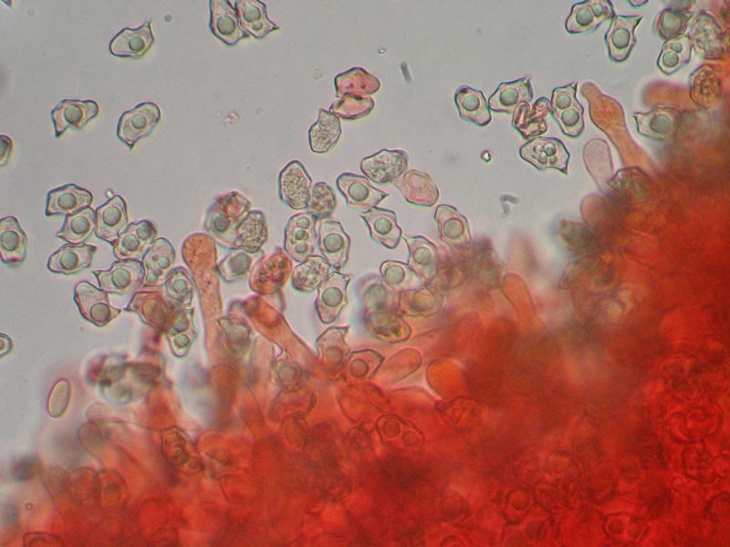 Val Cama - Canton Ticino (Svizzera)